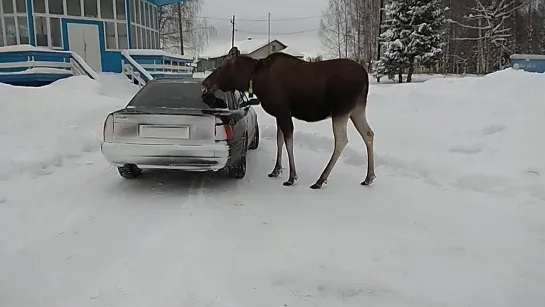 Лось напал на машину