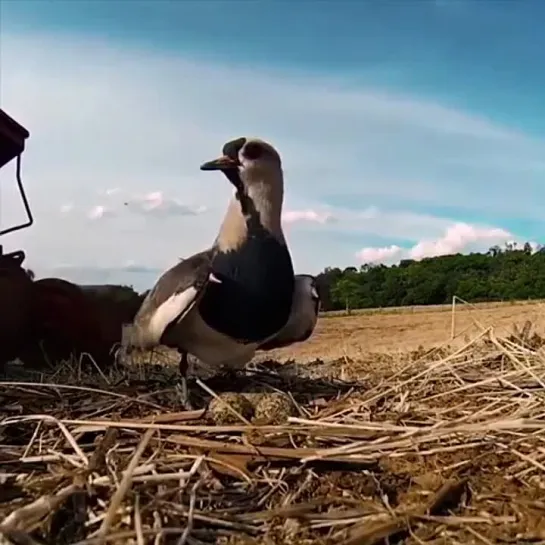 Видео от Счастье