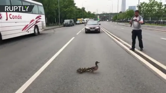 В Москве утиному семейству помогли добраться до реки