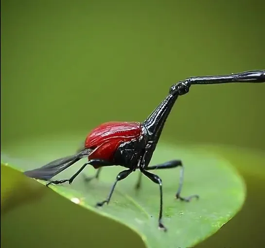 Жираф-долгоносик (Trachelophorus giraffa) - вид жуков из семейства трубковёртов.