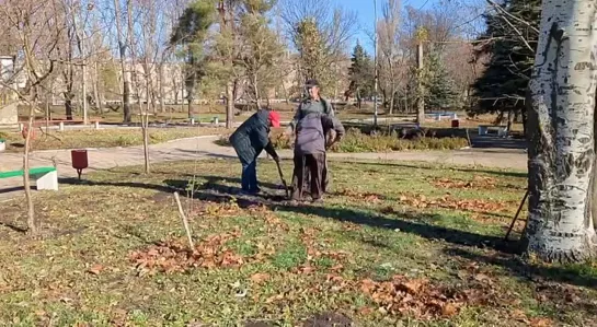 В Шахтёрске прошел мастер-класс по высадке декоративных деревьев