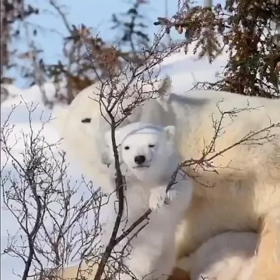 Видео от Сплетни Шахтёрска Official