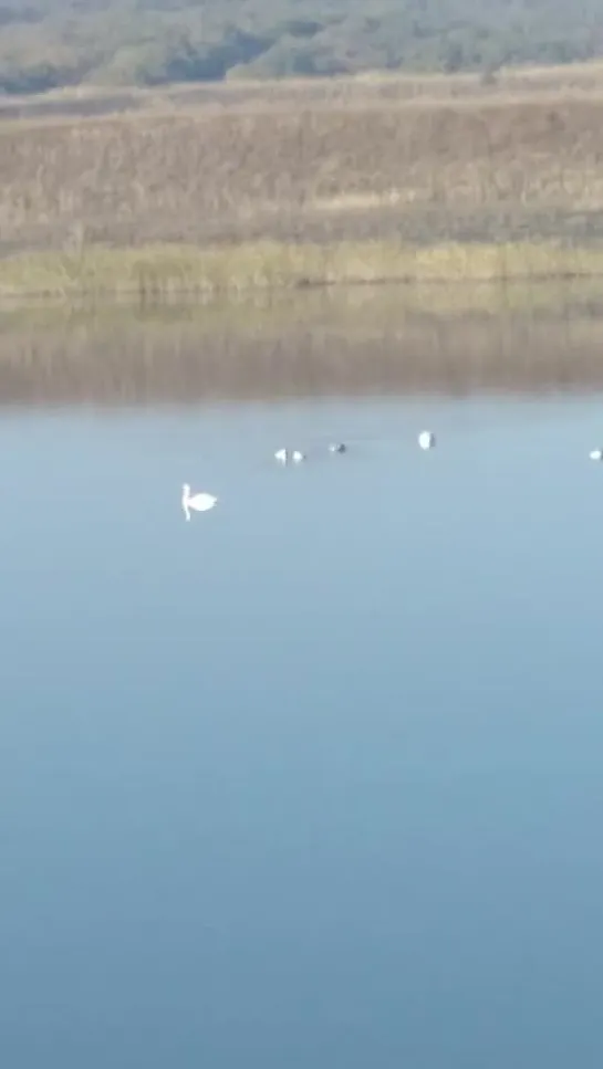 Видео от Сплетни Шахтёрска Official