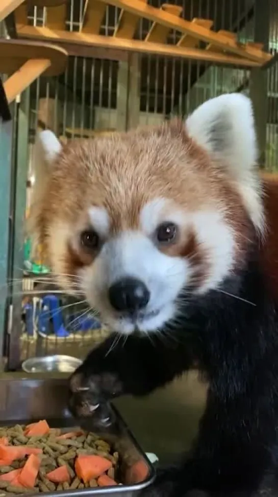 レッサーパンダの蓮蓮・旭川市旭山動物園