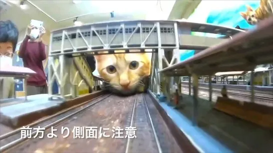 今日も安全第一〜ご乗車ありがとうございます。猫猫鉄道2022