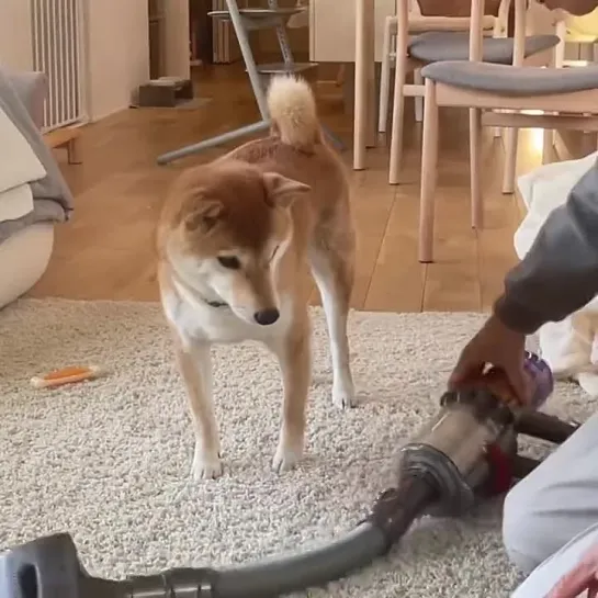 Shiba and Dyson