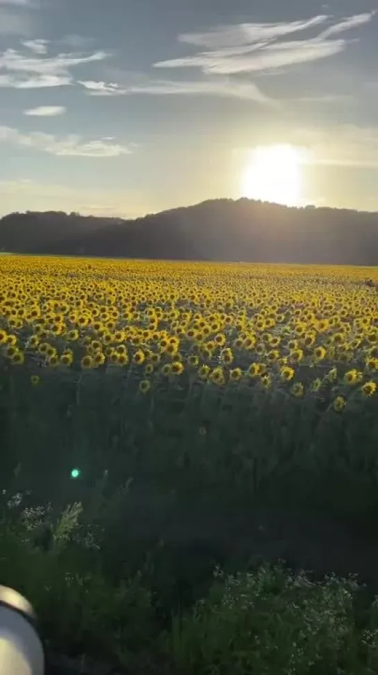 まるで夏が手を振っているようだった