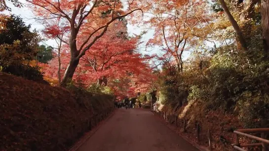 【世界遺産】平泉中尊寺の紅葉【World Heritage】The Autumn Leaves of Chūson-ji Temple (Iwate, Japan)