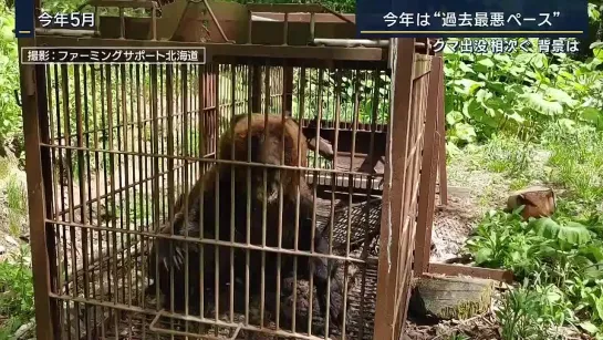 クマの出没