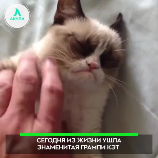 Grumpy Cat умерла | АКУЛА