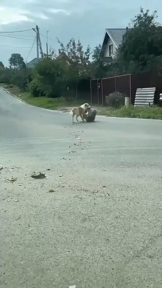 Видео от Типичный Нижний Новгород