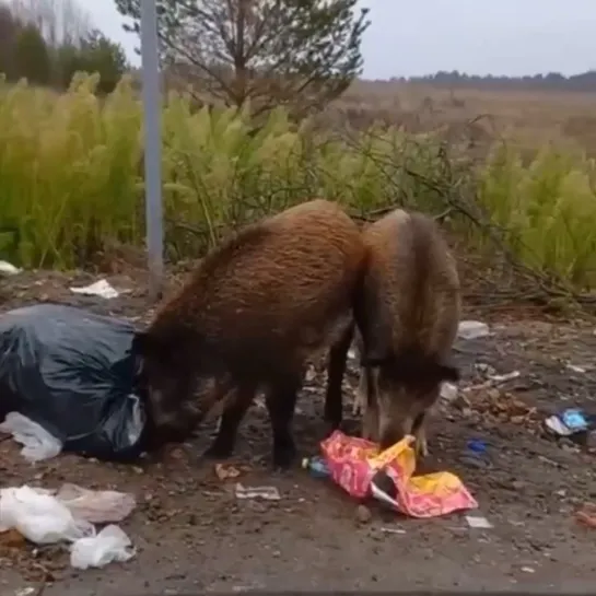 Видео от Типичный Нижний Новгород