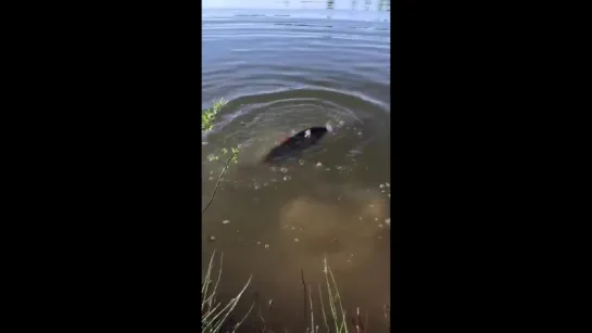 Мужчина кормит рыб в водоеме прямо с рук