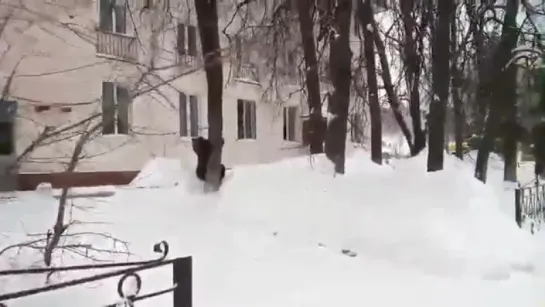 Медведь в городе Жигулевск Самарской области