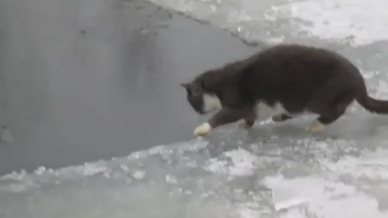 Котэ ловит рыбку в проруби