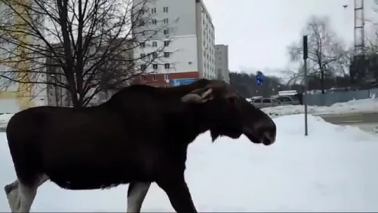 Лось разгуливает по городу Заречный Пензенской области