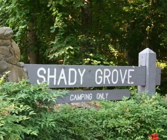 ____Shady Grove - Driftwood___