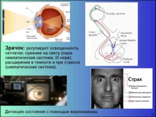 Дубынин Вячеслав - Мозг человека и рефлексы