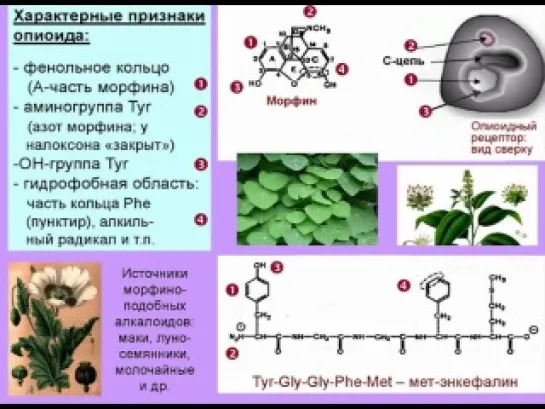 Лекция. Мозг и наркотики:  I. Опиоиды 01.11.2011 (д.б.н. Дубынин Вячеслав Альбертович)