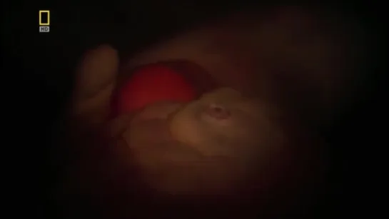 National Geographic: In the Womb. Identical Twins / Жизнь до рождения. Однояйцевые близнецы (2009)