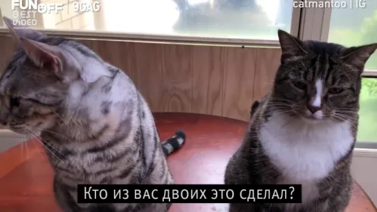 Коты устроили бардак