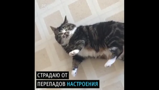 Все мы немного коты