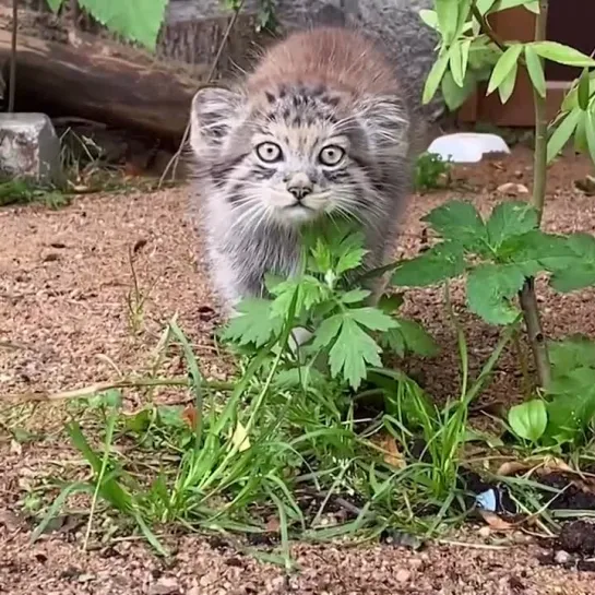 Маленький манульчик🥰