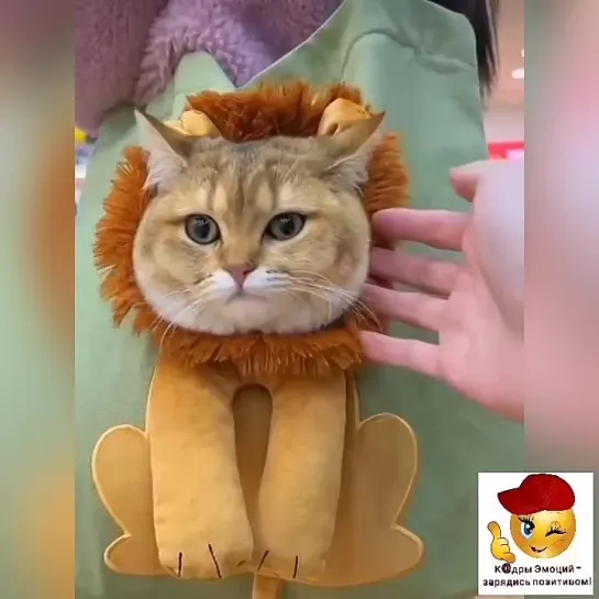 Лев на прогулке😻