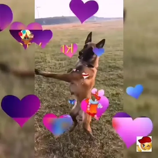 Хвостатые танцульки🐾💖