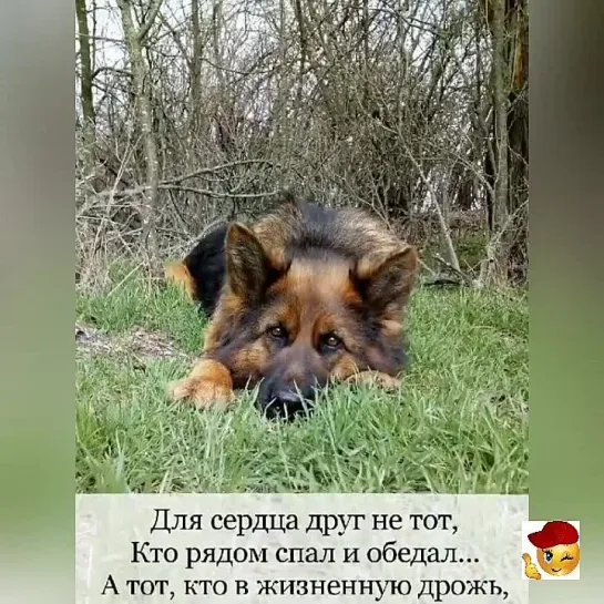 Собаки врать не умеют...