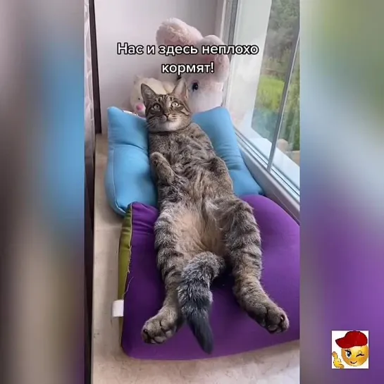 Нас и здесь неплохо кормят🐱