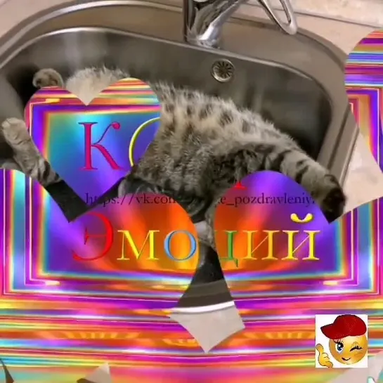 На расслабоне🐾