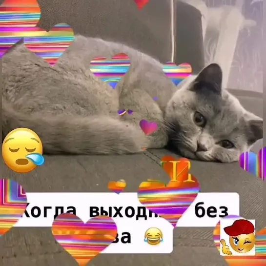 Взгрустнулось🐾