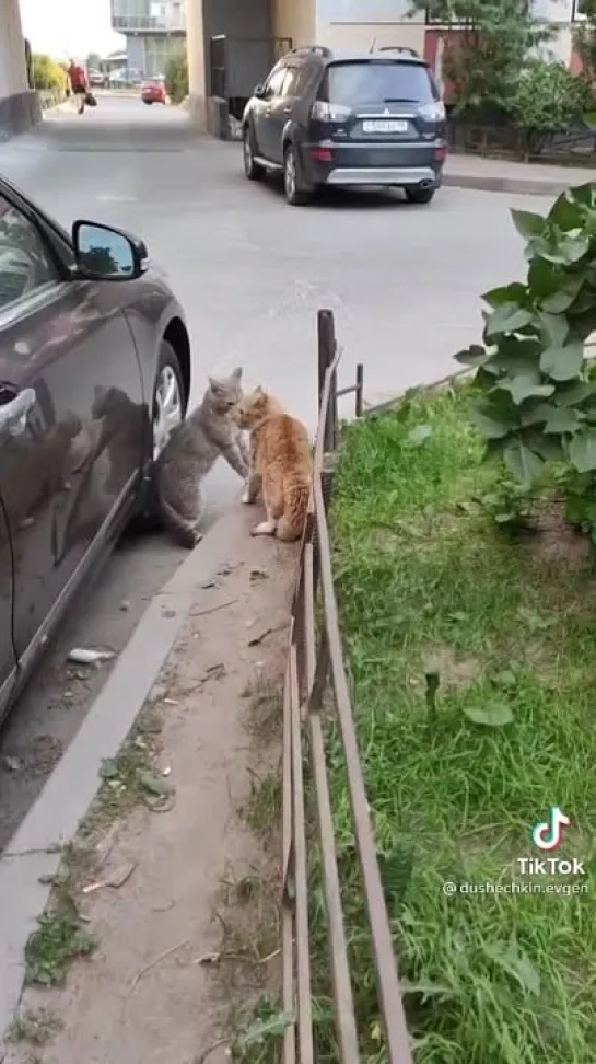 Полетят клочки по закоулочкам😁🐾