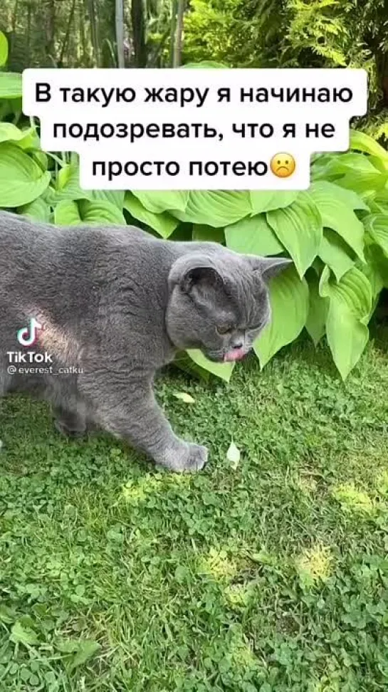 Саловичок😻