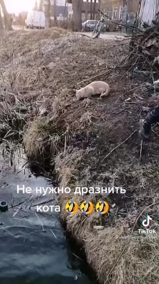 Вижу цель - не вижу препятствий🐾