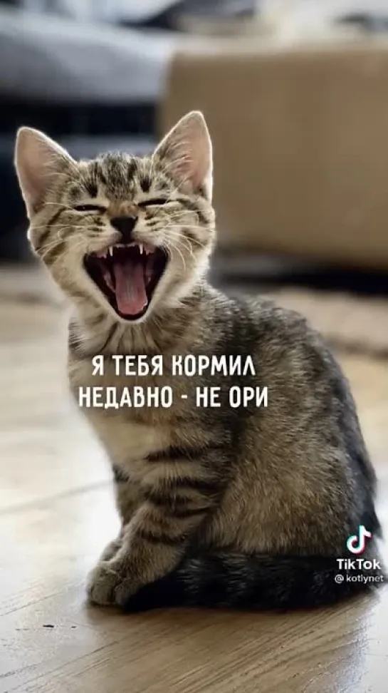 Позови кота с собой😻