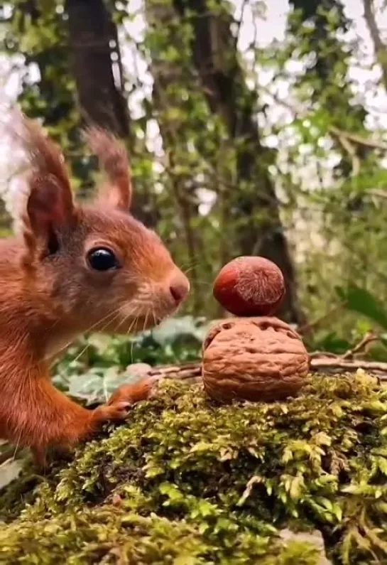 Орешки для белочки🥰