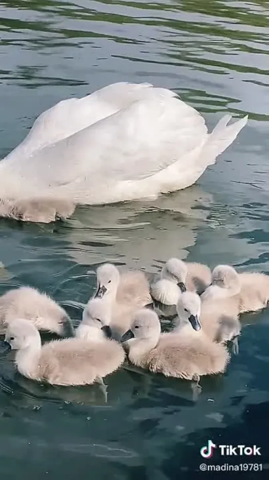 Чудесное семейство✨✨✨