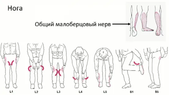 Методика неврологического осмотра. Часть 18