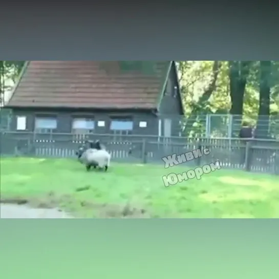 Видео от Живи с Юморомツ