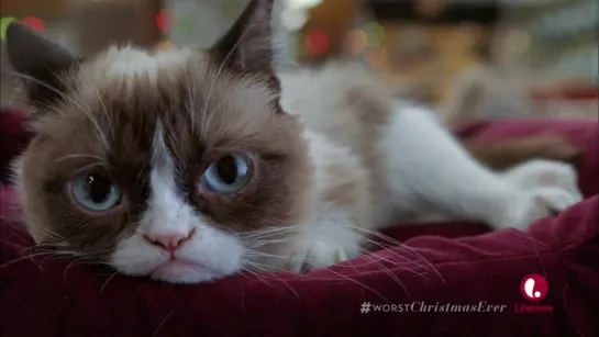 Grumpy Cat's Worst Christmas Ever (2014) ENG