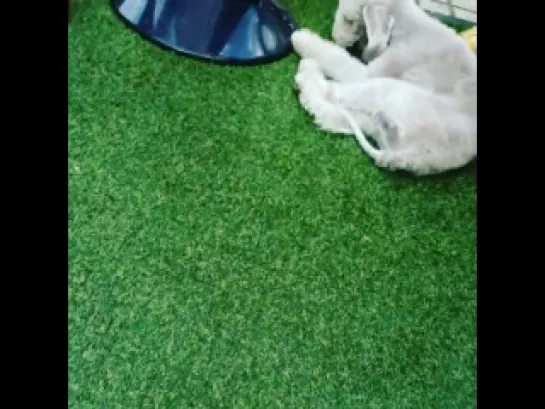 23.09.14 Instagram saico0111 (Jaejin) - bedlington terrier