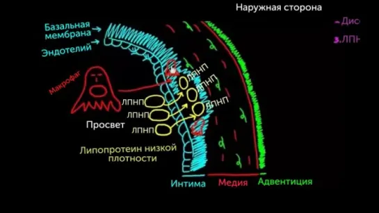 Патологии кровеносных сосудов. 2. Атеросклероз