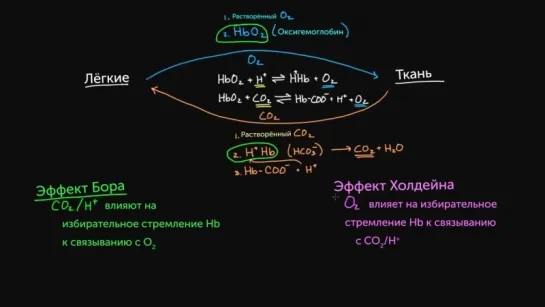 Кровь. 3. Эффект Бора и эффект Холдейна