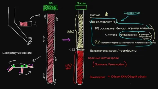 Кровь. 1. Из чего состоит кровь