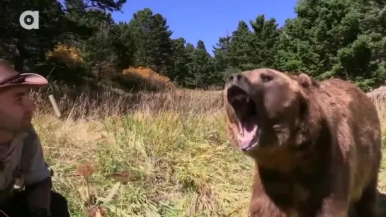 АТАКА МЕДВЕДЯ ГРИЗЛИ.Защита от медведя.Brave Wilderness на русском