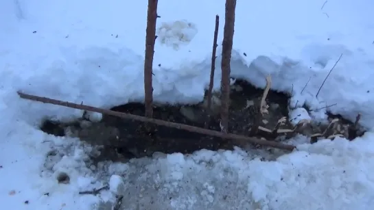 ОХОТА НА БОБРА КАПКАНАМИ ЗИМОЙ.HUNTING FOR BEAVER TRAPS IN THE WINTER