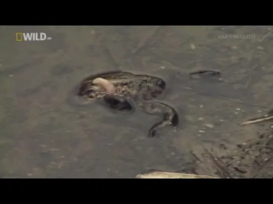 Nat Geo Wild: X Files American Lake Monster 480p