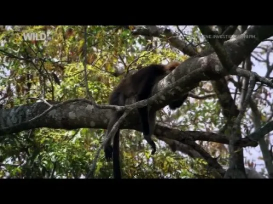 Nat Geo Wild: Africa's Great Rift: Soda Lakes And Inland Seas